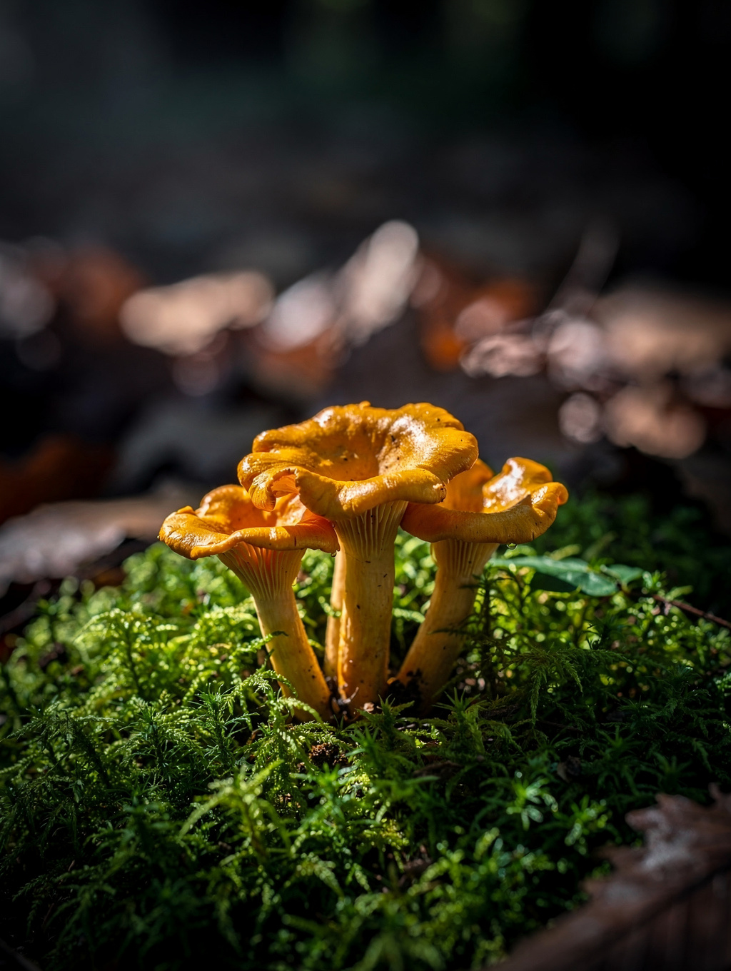 Wild Mushroom Forage